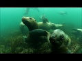 Norris Rock Sea Lions Hornby Island Vancouver Island BC | 