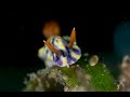 Hypselodoris species | Hypselodoris sp.