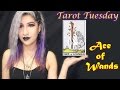 Ace of Wands | Tarot Tuesday Magic Video