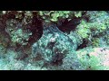 Video of Common Octopus