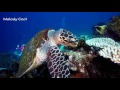 The Hungry Sea Turtle  | 