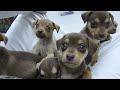 Como fazer filhotes de cachorro irem dormir