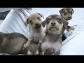 Como fazer filhotes de cachorro irem dormir