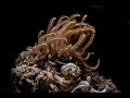 Video of A Phyllodesmium crypticum nudibranch feeding on Xenia soft coral