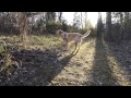Harvey in the woods! ||Ordinary Vlog 14