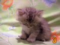 10 Cutest Cat Moments