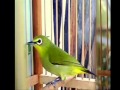 Burung Pleci Betina - terapi Suara Kicau Pleci