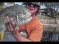 Sport fishing For Jack Crevalle fort Lauderdale - Ned's fishing Channel