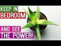 10 Best Indoor Plants That Produce Oxygen 247  Ideal Bedroom Plants