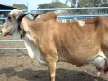 Vaca Gyr