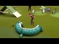 Agility - Championship Final - Crufts 2013