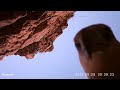Eagle steals camera near crocodile meat trap