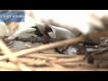 A swan nest hatching