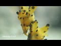 Pikachu Nudibranch Mating with eggs  | Pikachu Nudibranch