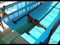La technique de la brasse