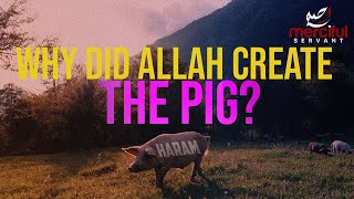 WHY DID ALLAH CREATE THE PIG