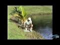 Lure fishing for Barramundi - Totally Awesome Fishing (VINTAGE SERIES)