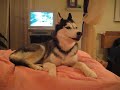 Husky Dog Talking -