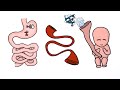 Do Fetuses Poop?