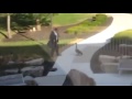 Angry Bird Attacks Man Lolololo