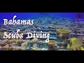 Bahamas Diving | Various