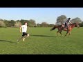Horse v human
