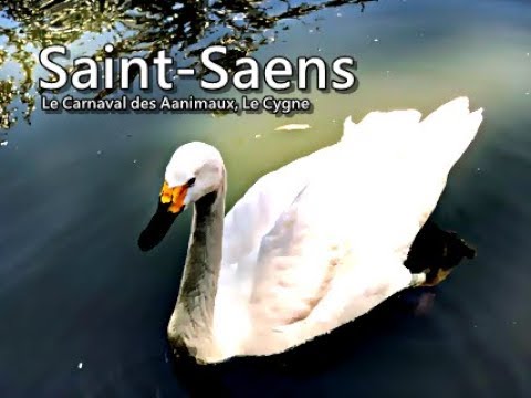 大提琴  聖桑：天鵝 (選自動物狂歡節) - YouTube