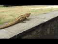 Tuatara in Germany (Cinema 4D & Syntheyes)