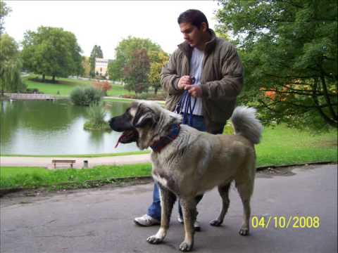 Kangal Vs Lion