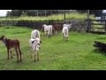 Terneros Gyr Ecos Del Porvenir 8