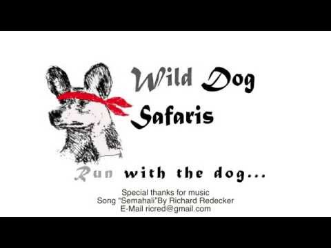 Wild Dog Safaris