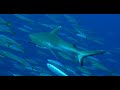 Video of Grey Reef Shark and Fusilier