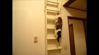 ladder for cat to climb