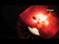 Giant Gummy Bear -Can it stop a .22LR Bullet?
