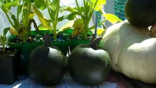 Gem squash seeds x5 plant April quick sale 