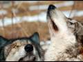 Wolf / Wolves Song -----Native American Indian's Brule 'Brave Hearts' Thumbnail