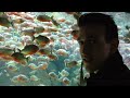 Piranha at
