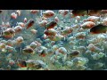 Piranha at