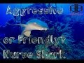 Aggress or Friendly Nurse Shark? | 