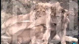 LIONS - Kings of African Wildlife - 4K Lions Documentary Film (with  Narration) 