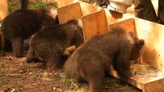餌を要求する熊 12 熊の孤児院2