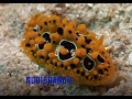 Nudibranch - Phyllidia Ocellata Cuvier  | Nudibranch