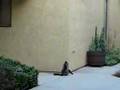 Feline version of spider-man Feline version of spider-man
