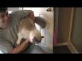 Epic cat videos! Cute, funny and scary kitten all in one!