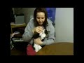 Epic cat videos! Cute, funny and scary kitten all in one!