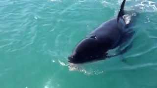 Killer Whale Steals Fish