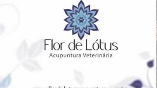 Fofinhos… não gordos!  Flor de Lótus - Acupuntura Veterinária