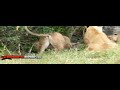 Wildlife: Two Lions Fight to See Who's King! (Females assist)
