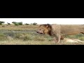 Wildlife: Two Lions Fight to See Who's King! (Females assist)