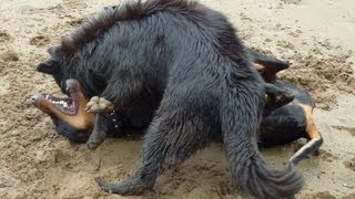 doberman vs rottweiler fight fight rottweiler pitbull would win breeds picture doberman vs rottweiler fight fight rottweiler pitbull would win breeds picture